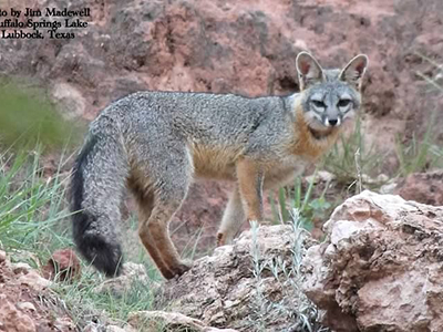 fox out in the wild lookign at camera